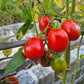 Mamyni DER TOMATENFLÜSTERER