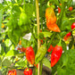 Manabi Sweet DER TOMATENFLÜSTERER