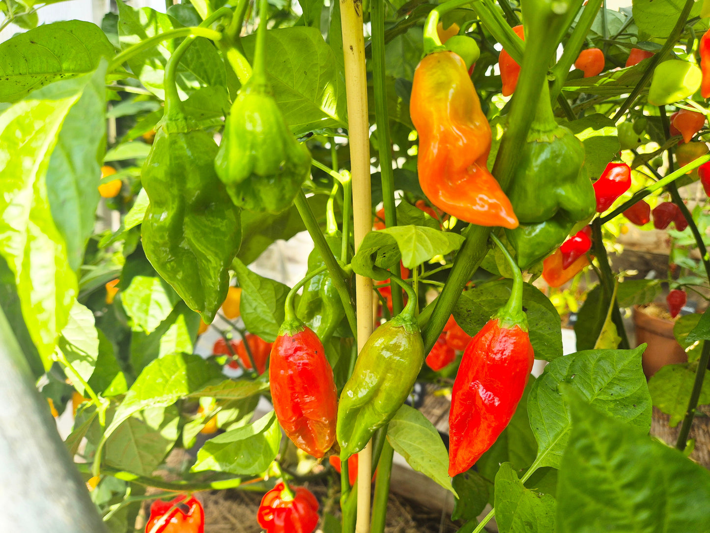 Manabi Sweet DER TOMATENFLÜSTERER