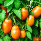 Mango Django DER TOMATENFLÜSTERER