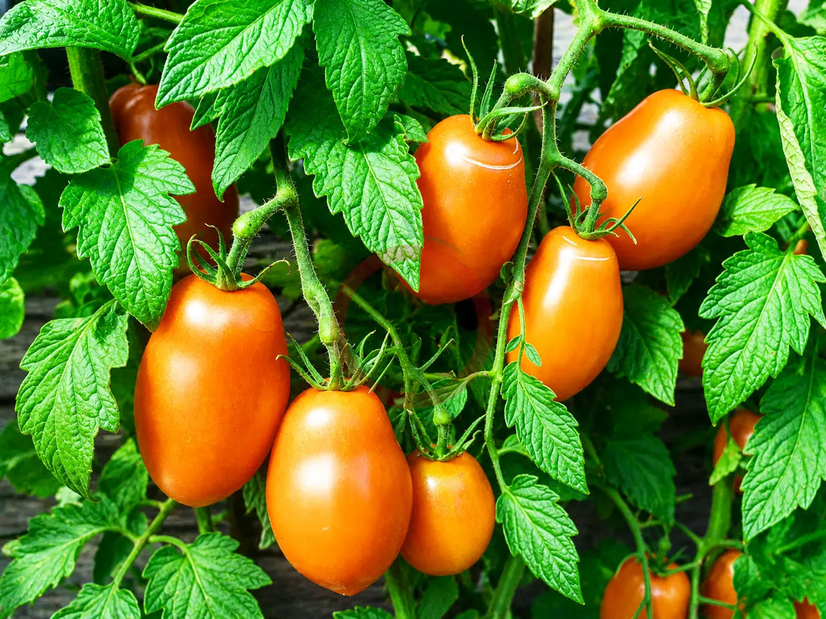 Mango Django DER TOMATENFLÜSTERER
