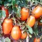 Mango Django DER TOMATENFLÜSTERER
