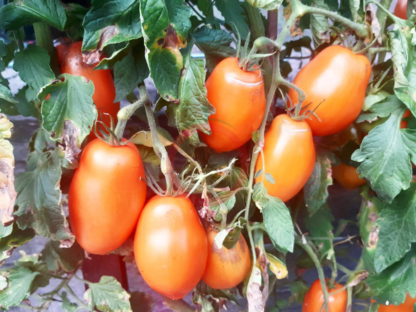 Mango Django DER TOMATENFLÜSTERER