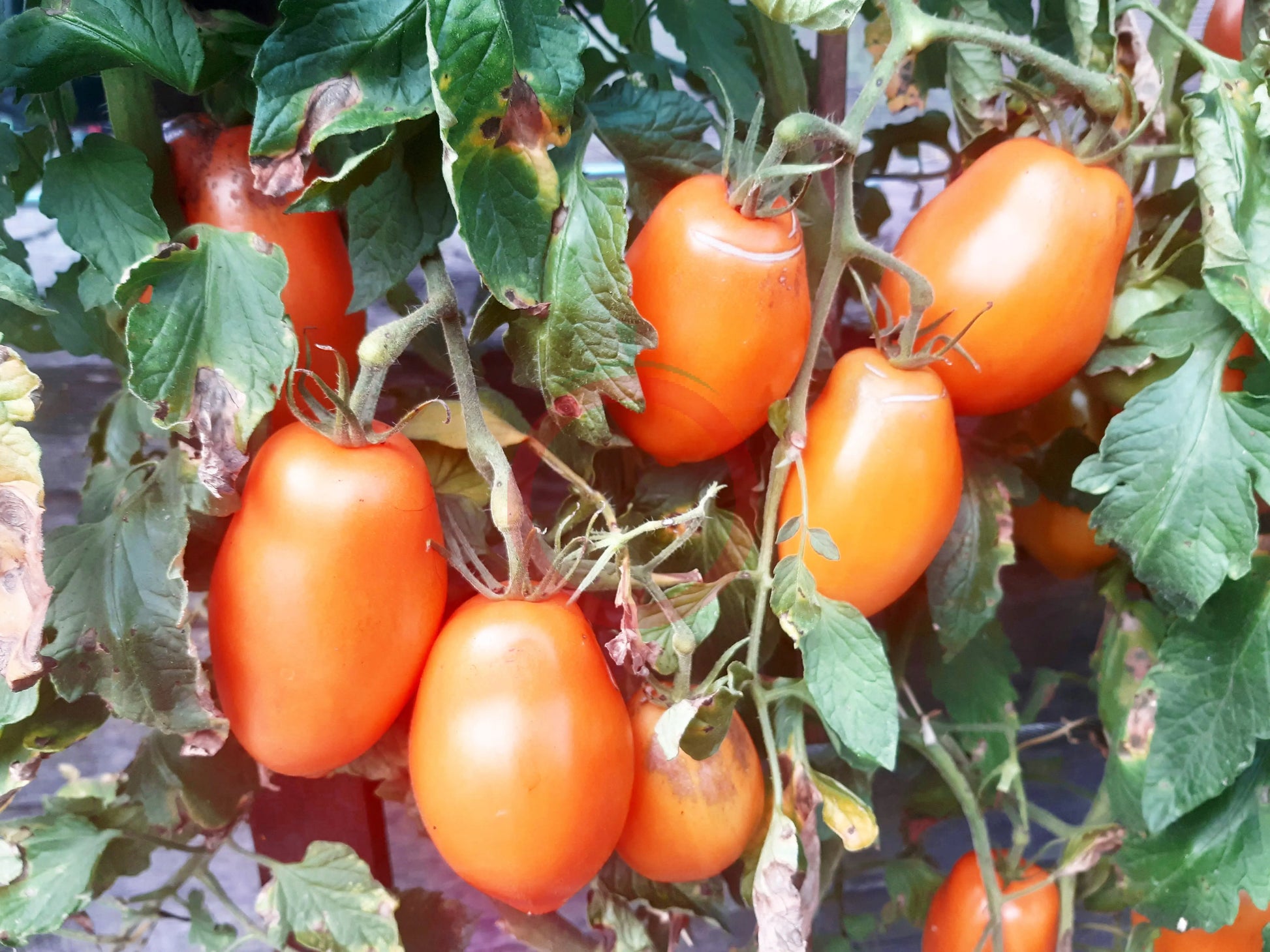 Mango Django DER TOMATENFLÜSTERER