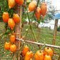Mango Django DER TOMATENFLÜSTERER