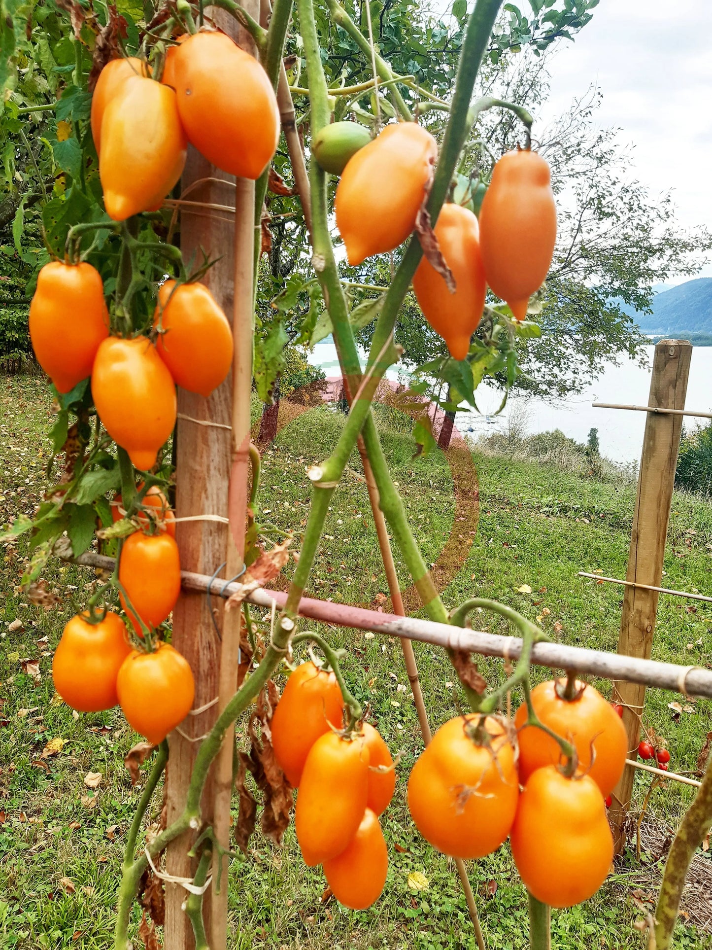 Mango Django DER TOMATENFLÜSTERER