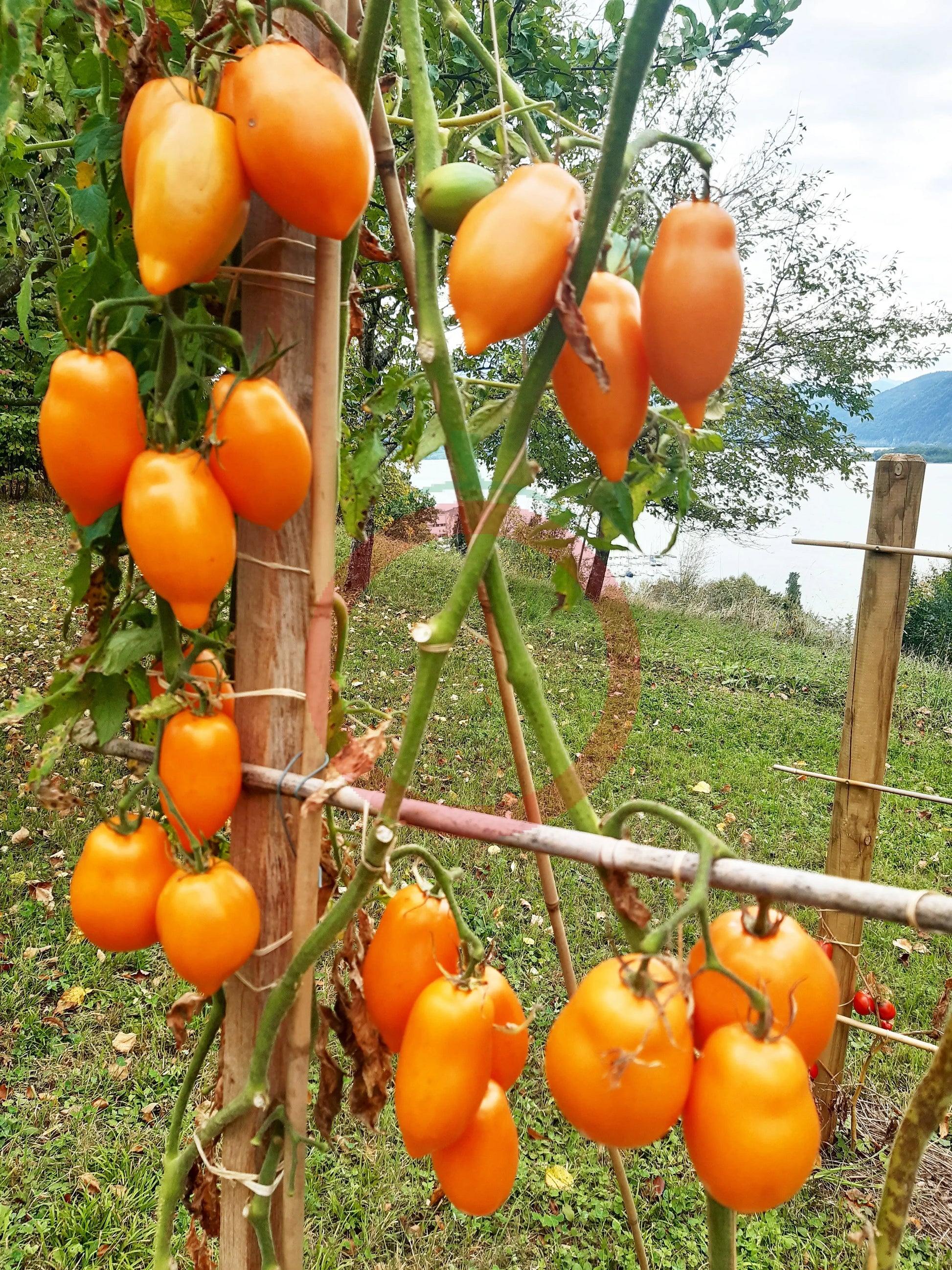 Mango Django DER TOMATENFLÜSTERER