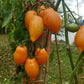 Mango Django DER TOMATENFLÜSTERER