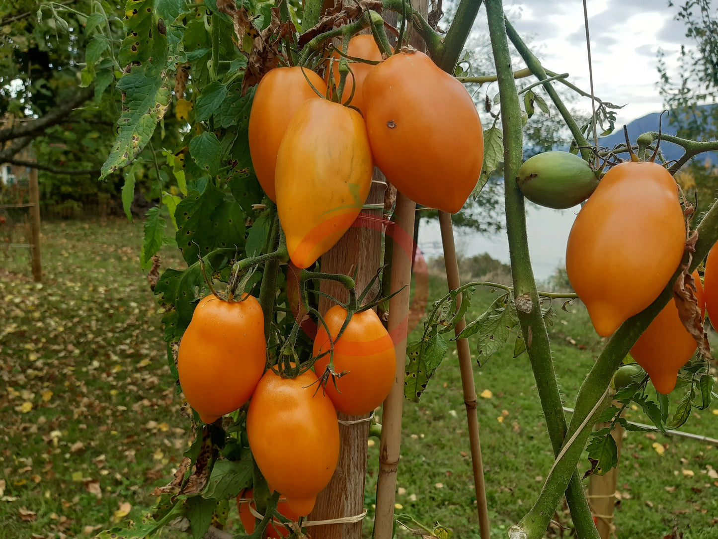Mango Django DER TOMATENFLÜSTERER