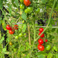 Manx Marvel DER TOMATENFLÜSTERER
