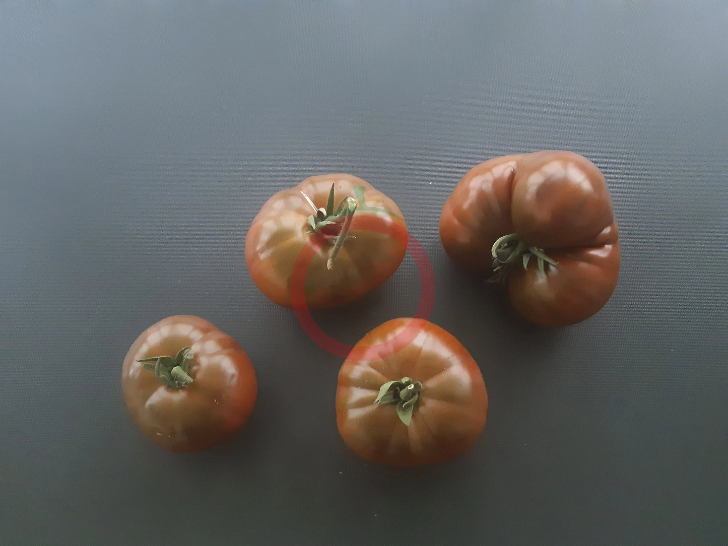 Margaret Curtain DER TOMATENFLÜSTERER