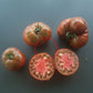 Margaret Curtain DER TOMATENFLÜSTERER