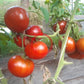 Margaret Curtain DER TOMATENFLÜSTERER