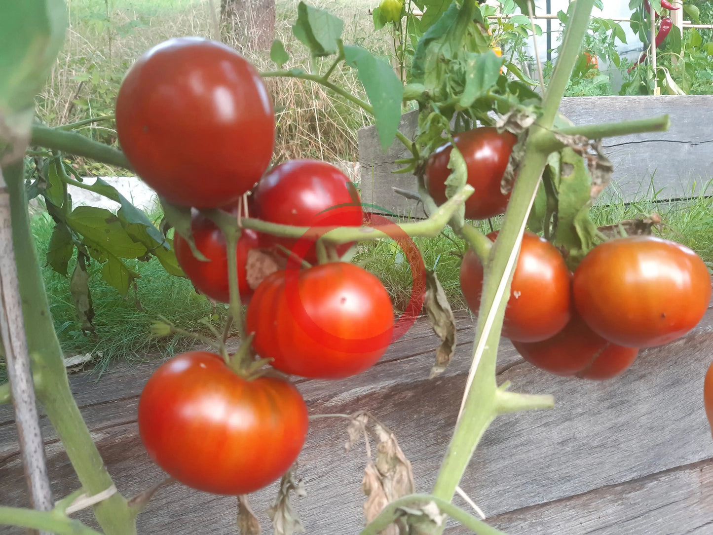 Margaret Curtain DER TOMATENFLÜSTERER