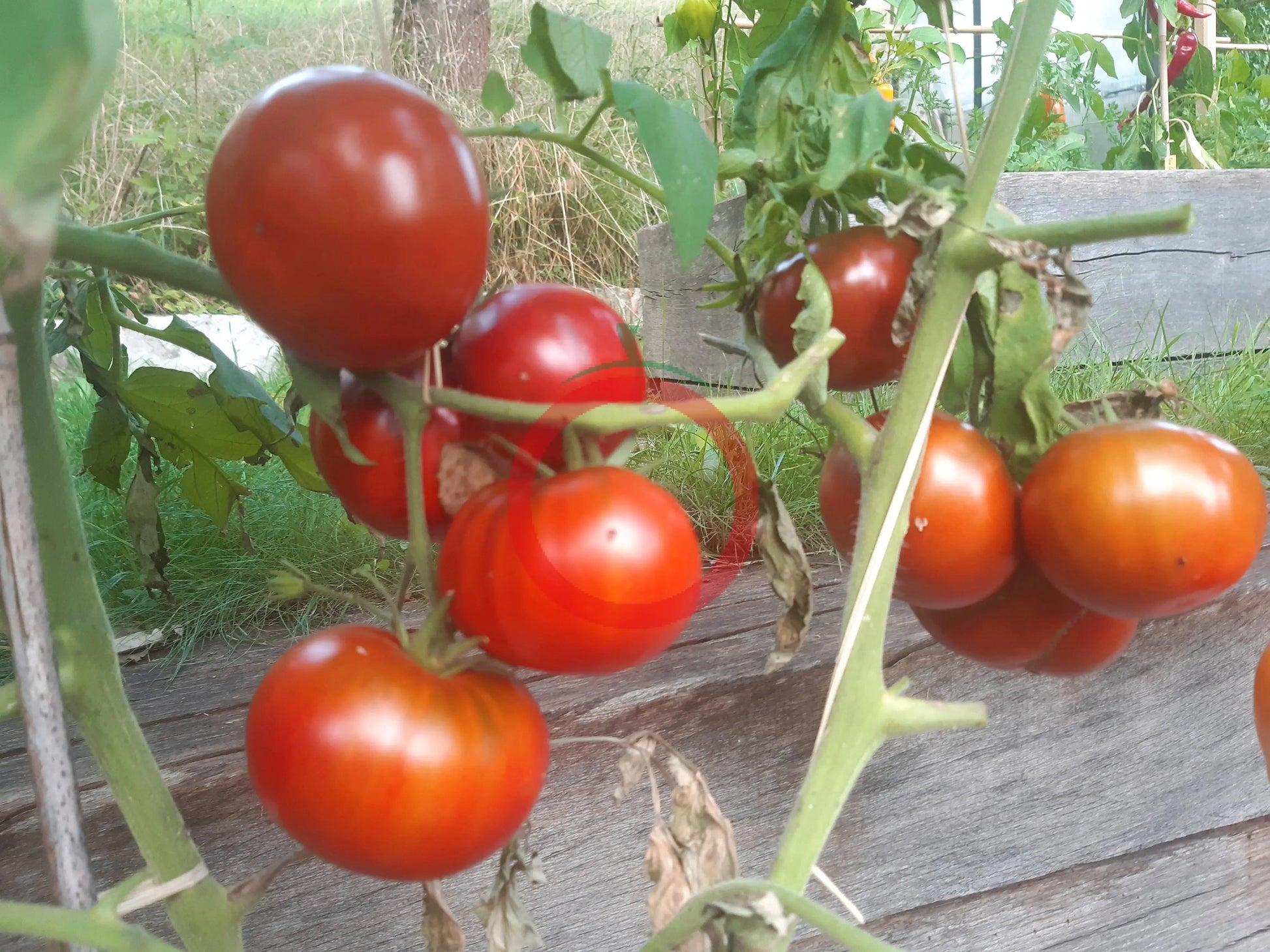Margaret Curtain DER TOMATENFLÜSTERER