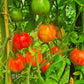 Maria Koller DER TOMATENFLÜSTERER