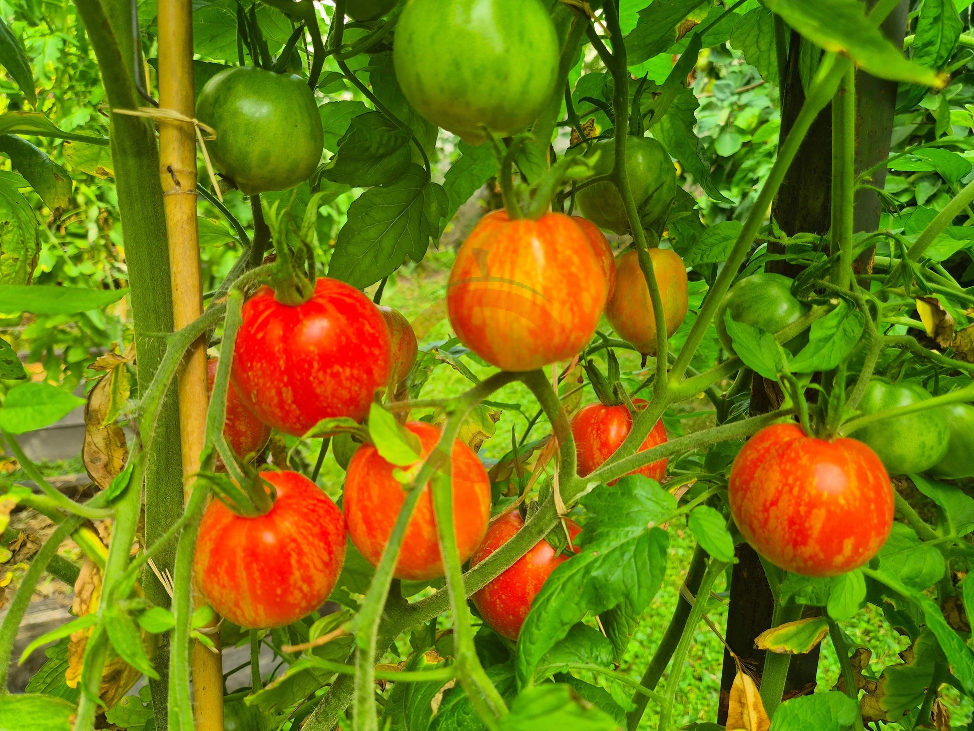 Maria Koller DER TOMATENFLÜSTERER