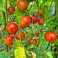 Maria Koller DER TOMATENFLÜSTERER