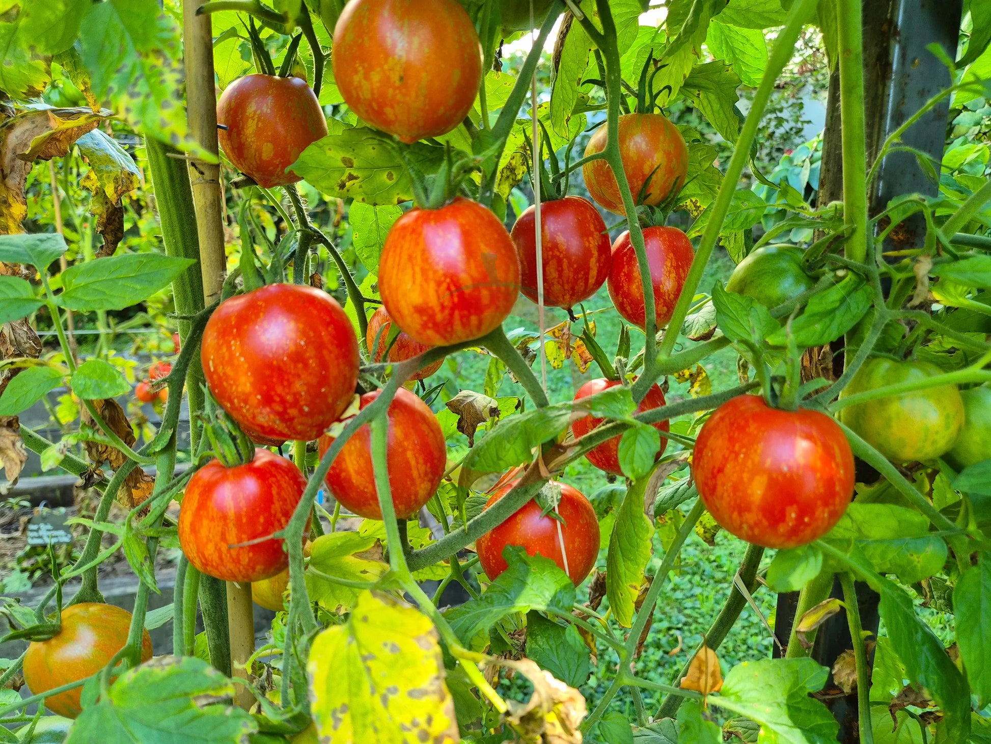 Maria Koller DER TOMATENFLÜSTERER
