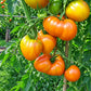 Marina Duhova DER TOMATENFLÜSTERER