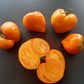 Marina Duhova DER TOMATENFLÜSTERER