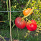 Marlowe Charleston DER TOMATENFLÜSTERER
