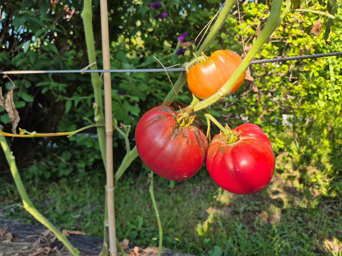 Marlowe Charleston DER TOMATENFLÜSTERER