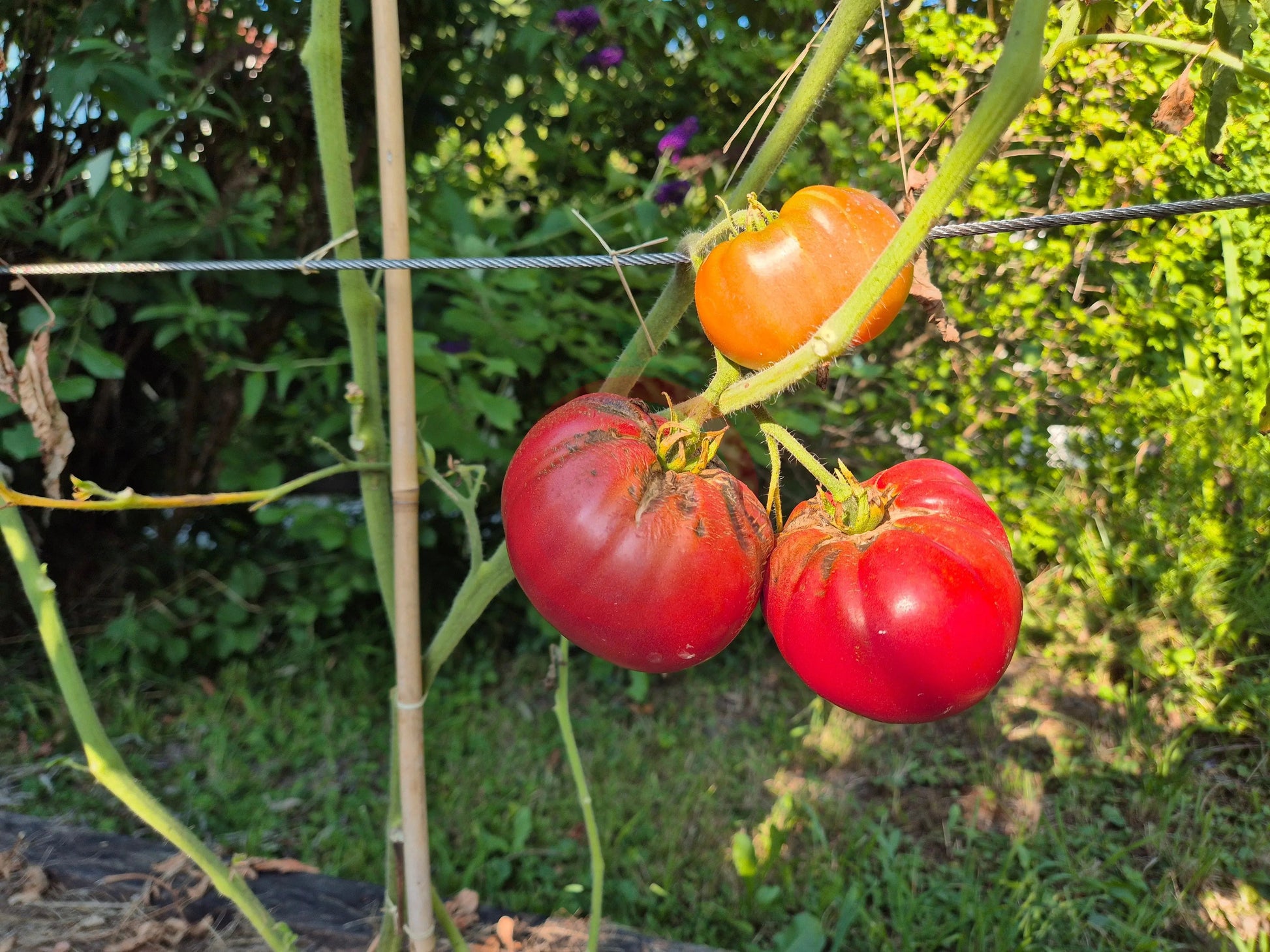 Marlowe Charleston DER TOMATENFLÜSTERER