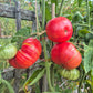 Marlowe Charleston DER TOMATENFLÜSTERER