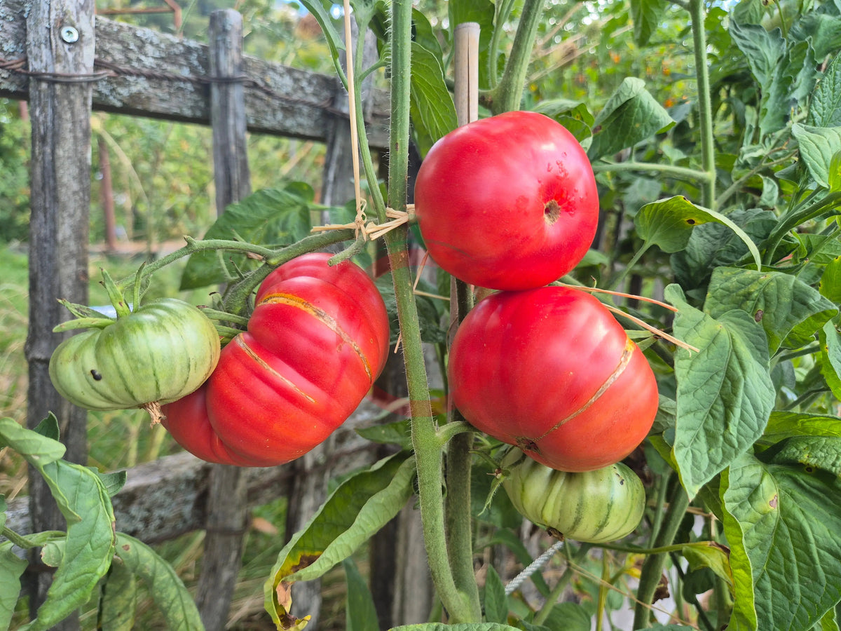 Marlowe Charleston DER TOMATENFLÜSTERER