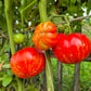 Marmande de Montpellier DER TOMATENFLÜSTERER