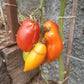 Marzano Fire DER TOMATENFLÜSTERER