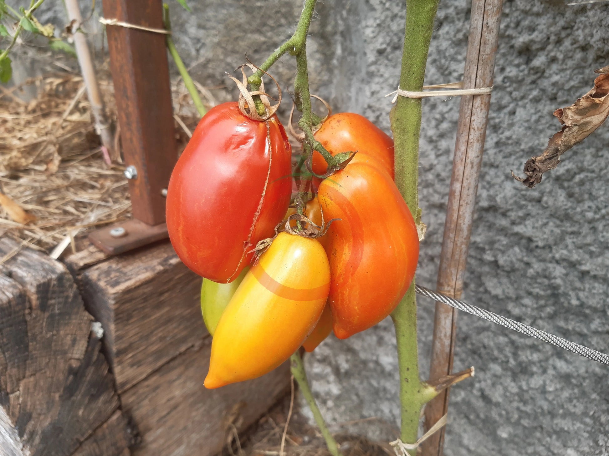 Marzano Fire DER TOMATENFLÜSTERER