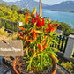 Medusa Pepper DER TOMATENFLÜSTERER