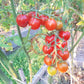 Mei Wei DER TOMATENFLÜSTERER