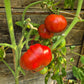 Melissa Kavkazskaya Ovcharka DER TOMATENFLÜSTERER
