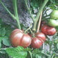 Metallica DER TOMATENFLÜSTERER