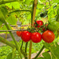 Mexikanische Honigtomate DER TOMATENFLÜSTERER