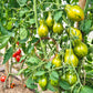 Michael Pollan DER TOMATENFLÜSTERER
