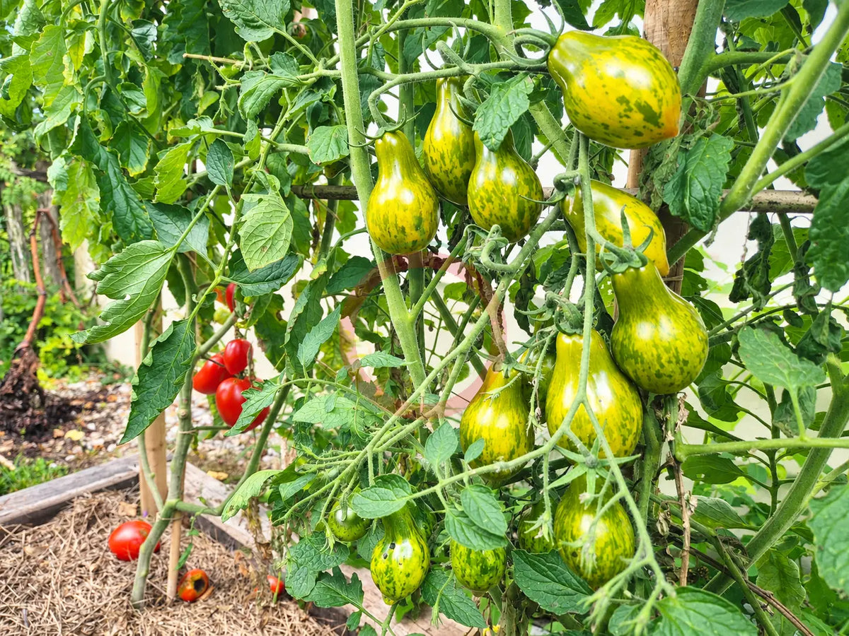 Michael Pollan DER TOMATENFLÜSTERER
