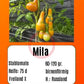 Mila DER TOMATENFLÜSTERER