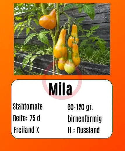 Mila DER TOMATENFLÜSTERER