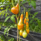 Mila DER TOMATENFLÜSTERER