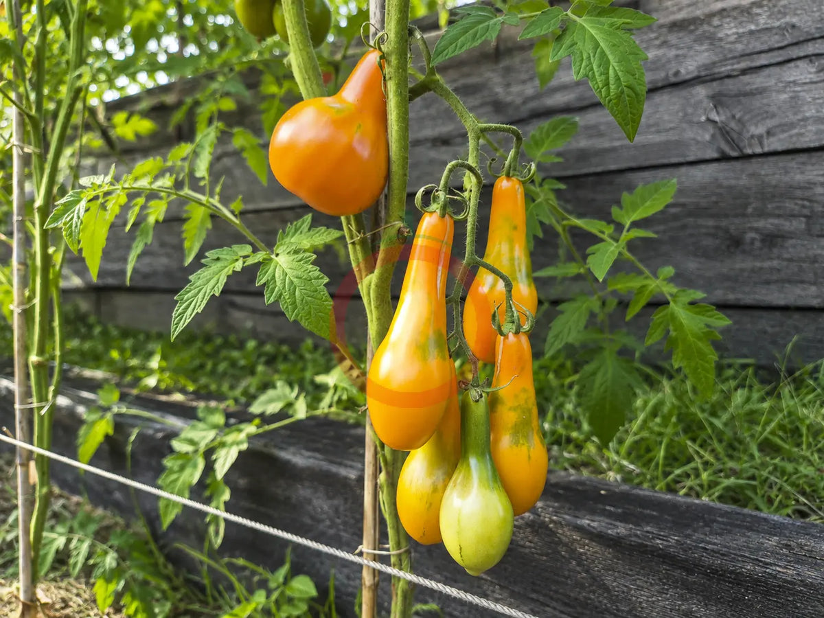 Mila DER TOMATENFLÜSTERER