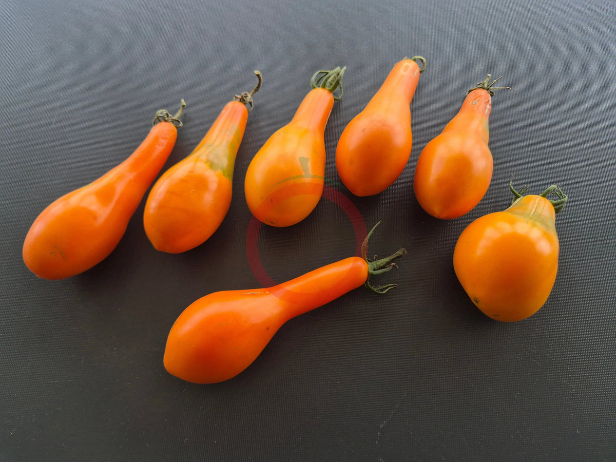 Mila DER TOMATENFLÜSTERER