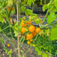 Mirabell DER TOMATENFLÜSTERER