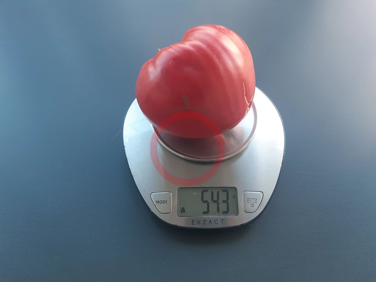 Miracle de l´Iran DER TOMATENFLÜSTERER