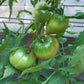 Miracle de l´Iran DER TOMATENFLÜSTERER