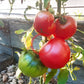 Miracle de l´Iran DER TOMATENFLÜSTERER