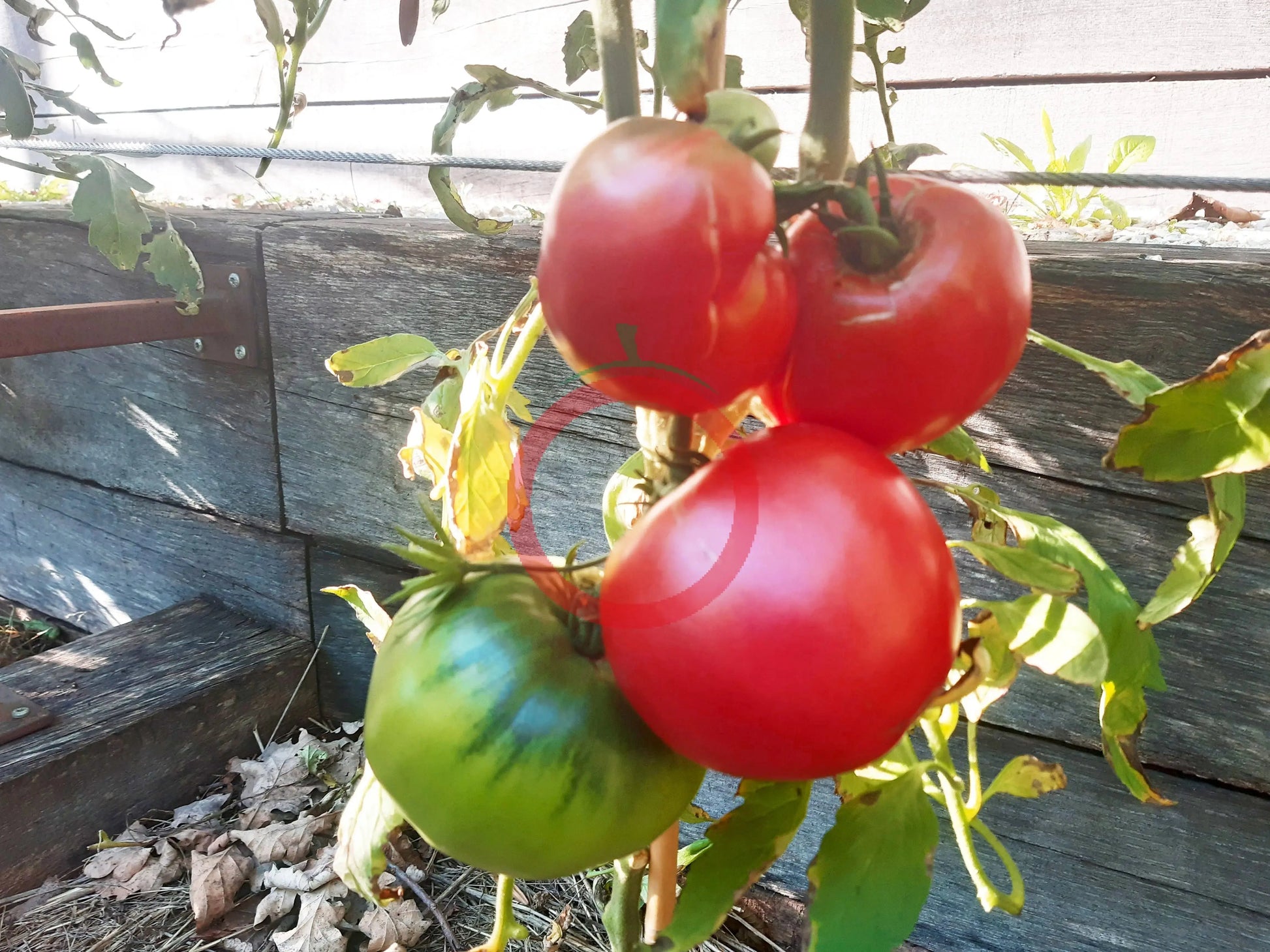 Miracle de l´Iran DER TOMATENFLÜSTERER